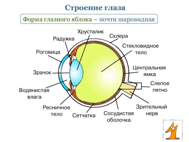 Коррекция зрения при тонкой роговиц